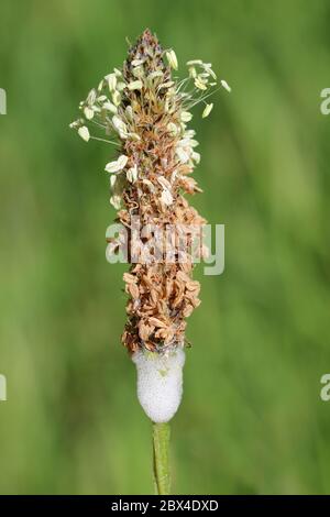 Coucou sur le plantain de Ribwort Banque D'Images