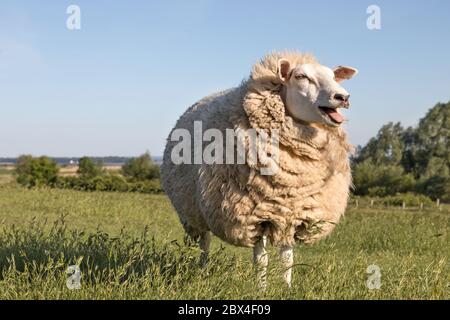 tonte de moutons de laine sur la digue Banque D'Images
