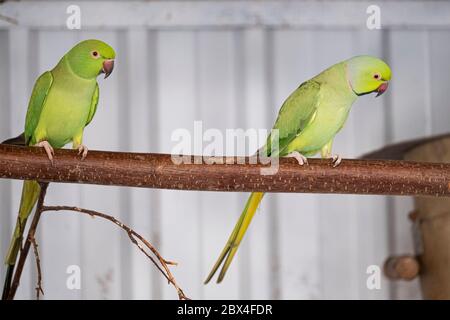 Parakeet vert, bec rouge, se trouve sur une branche. Mise au point sélective Banque D'Images