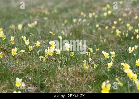 Alto lutea, pansy de montagne dans les prairies Banque D'Images