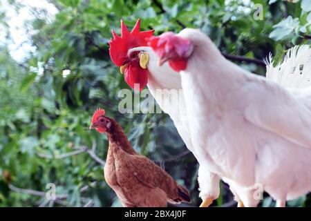 Des coqs blancs dans un village du comté de Split-Dalmatie en Croatie. Banque D'Images