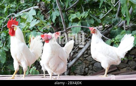 Des coqs blancs dans un village du comté de Split-Dalmatie en Croatie. Banque D'Images