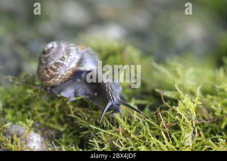 Arianta arbustorum, un escargot de terre connu sous le nom d'escargot de copse, un mollusque terrestre de gastropodes pulmonés de Finlande Banque D'Images