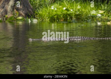 Alligator dans le marais d'Okefenokee, comté de Charlton, Géorgie, États-Unis Banque D'Images