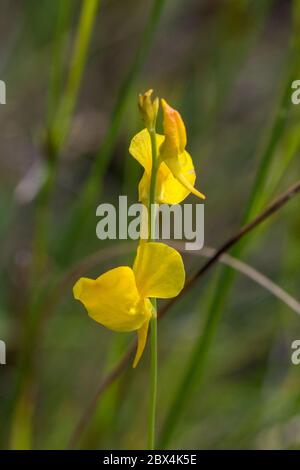 Utricularia cornuta dans le comté de Charlton, Géorgie, États-Unis Banque D'Images