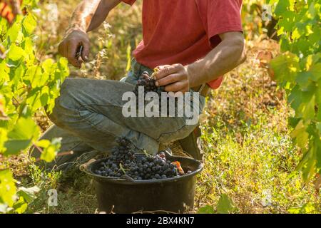 Récolte de raisins dans le vignoble Beaujolais, Auvergne-Rhône-Alpes. France Banque D'Images