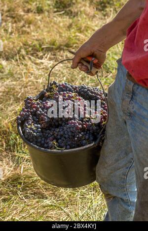 Récolte de raisins dans le vignoble Beaujolais, Auvergne-Rhône-Alpes. France Banque D'Images