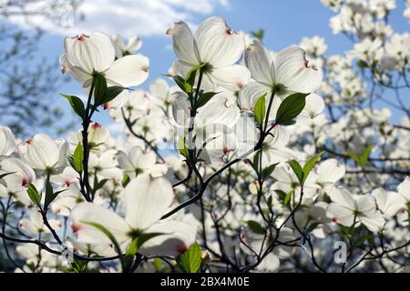 Eastern Dogwood Cornus florida 'White Cloud' avril fleurs fleurir printemps fleurs jardin ciel bleu Banque D'Images