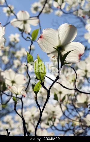 Floraison cornichon cornus floride 'White Cloud' rétroéclairé fleurs de printemps jardin vert arbre cornichon blanc ciel Banque D'Images