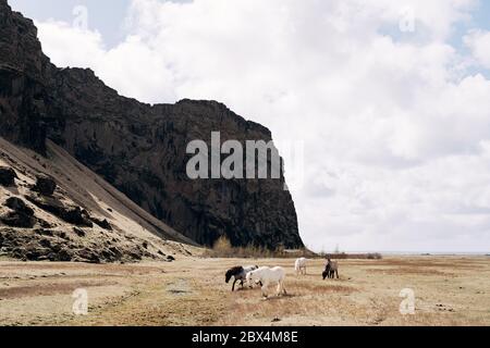 Un troupeau de chevaux traverse le champ avec la toile de fond des montagnes noires rocheuses. Le cheval islandais est une race de cheval cultivée en Islande. Banque D'Images