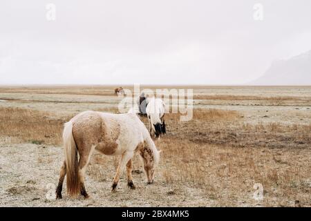 Le cheval islandais est une race de cheval cultivée en Islande. Gros plan d'un cheval de couleur crème, sur le fond d'autres chevaux qui broutage dans le Banque D'Images