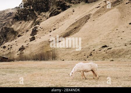 Le cheval islandais est une race de cheval cultivée en Islande. Un cheval crème avec une manie blanche tombe sur un champ près de la montagne, il y a du jaune sec Banque D'Images