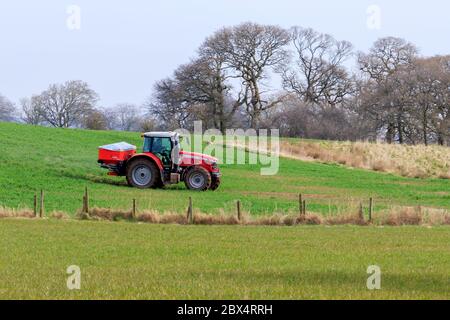 Hoddom, Écosse - 23 mars 2020 : tracteur Massey Ferguson avec épandeur d'engrais sur une exploitation agricole de printemps un pâturage Banque D'Images