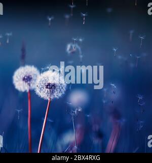 fond carré naturel dans des tons bleus avec des pissenlits blancs de fleurs moelleuses et des graines de lumière volantes Banque D'Images