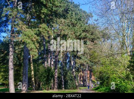 De grands pins corses bordent le chemin du parc Pinner Memorial Park, dans le nord-ouest de Londres, en Angleterre. Banque D'Images