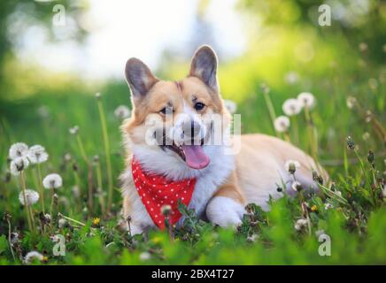 Mignon drôle chien chiot Corgi se trouve sur une prairie en fleurs avec des pissenlits blancs moelleux avec leurs langues pendante Banque D'Images