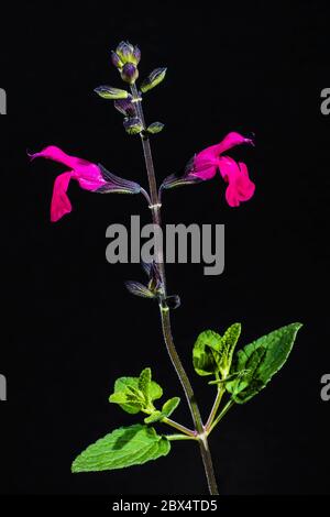 Studio gros plan des fleurs roses de Salvia microphylla 'Cerro Potosi' (bébé sauge) Banque D'Images