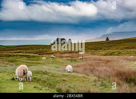 Kirkby Stephen, Cumbria, Royaume-Uni. 4 juin 2020. Le temps de la douche causant un arc-en-ciel horizontal sur les coquillages près de Kirkby Stephen, Cumbria. Crédit : John Eveson/Alay Live News Banque D'Images