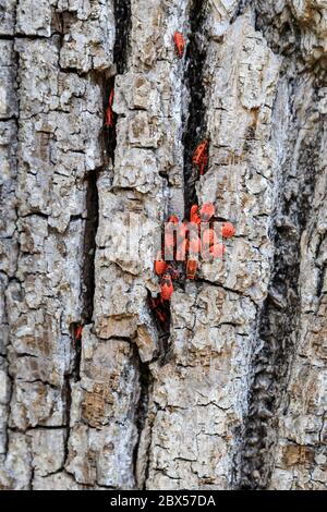 Grand groupe de punaises ou de punaises rouges (Pyrrhocoris apterus), également appelé colorants à coton, sur l'écorce des arbres, Allemagne, Europe Banque D'Images