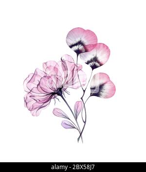 Bouquet de roses aquarelle. Grande fleur rose pourpre avec feuilles de boho. Art botanique peint à la main Illustration florale isolée en gris pastel, violet Banque D'Images