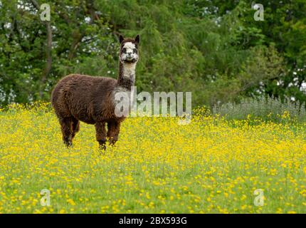 Sedbergh, Cumbria, Royaume-Uni. 4 juin 2020. Un Alpaca regardant heureux d'être parmi les buttercups dans un champ à la périphérie de Sedbergh, Cumbria.UK crédit: John Eveson/Alay Live News Banque D'Images