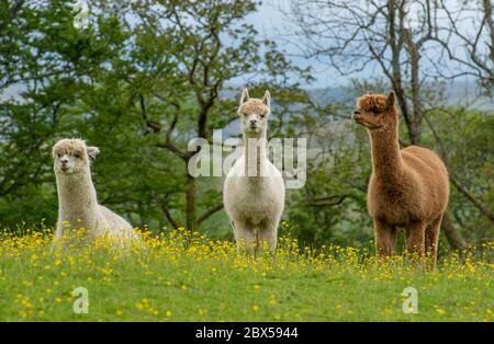 Sedbergh, Cumbria, Royaume-Uni. 4 juin 2020. Un Alpacas parmi les buttercups dans un champ à la périphérie de Sedbergh, Cumbria.UK crédit: John Eveson/Alay Live News Banque D'Images