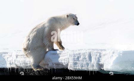 Ours polaires mâles adultes sort de l'eau à la lisière de la banquise côtière dans le Svalbard, un archipel norvégien entre la partie continentale de la Norvège et le Nord P Banque D'Images