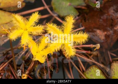 Fleur ondulée de marshwort dans l'étang de jardin Banque D'Images