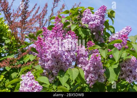 Purple lilas commun (Syringa vulgaris) à la fin du printemps au Royaume-Uni. Banque D'Images