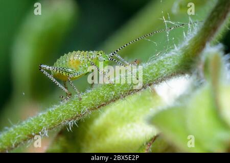 Criquet de cricket nymphe (Leptophyes punctatissima) Sussex Garden, Royaume-Uni Banque D'Images