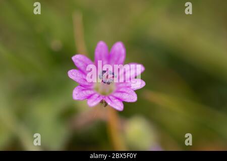 Macro d'une fleur rose avec une étamine pourpre saillante Banque D'Images