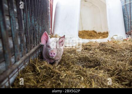 Beau porc sur le foin dans la grande ferme, concept agricole Banque D'Images