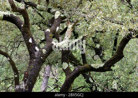 Vieux oliviers ou Olive Tree, Olea europaea, avec branches couvertes en lichen de verdure, Flavoparmelia caperata, Provence France Banque D'Images