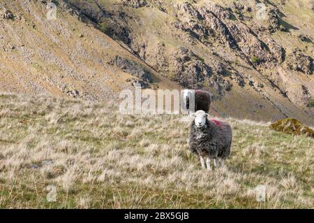 Deux moutons herdwick debout sur une pente élevée sur les coquillages du district de English Lake. Les deux moutons sont intéressés. Banque D'Images