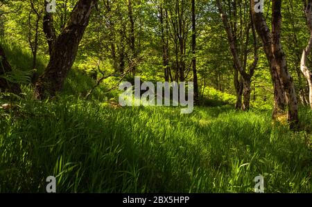 Un pré herbacé dans les bois éclairés par le soleil, dans les cabines de Hathersage, Peak District, Derbyshire, Royaume-Uni Banque D'Images