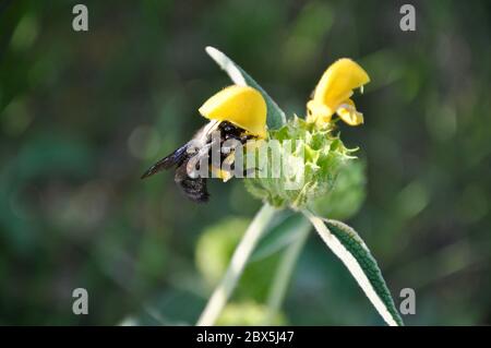 L'abeille Valley Carpenter. L'abeille charpentier noire pollinise la fleur jaune . Une abeille charpentier (xylocopa sonorina) féodéant le champ de Crikvenica Banque D'Images