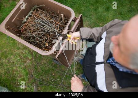 Homme senior coupant quelques branches de l'arbre au conteneur de compost organique, concept de jardinage Banque D'Images