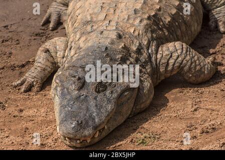 Tête de crocodile Banque D'Images