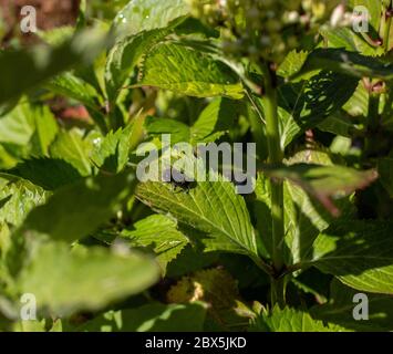 Abeille recouverte de pollen sur la feuille d'Hydrangea. Banque D'Images