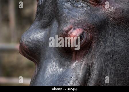 Hippopotame, gros plan dans ses yeux. Banque D'Images