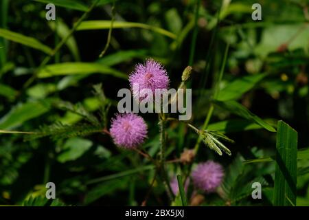 Mimosa pudica est un petit buisson d'un membre d'une tribu légumineuse dont les feuilles peuvent rapidement se fermer / s'iserer automatiquement lorsqu'elles sont touchées. Banque D'Images