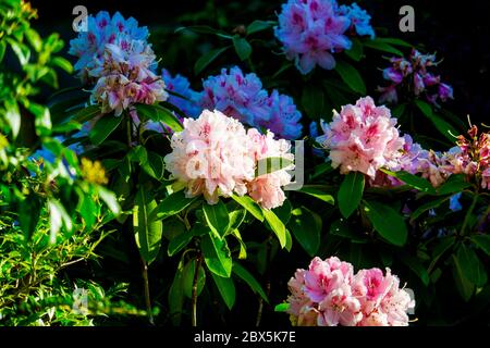 Rhododendron Bush avec belle fleur rose photo de gros plan. Banque D'Images