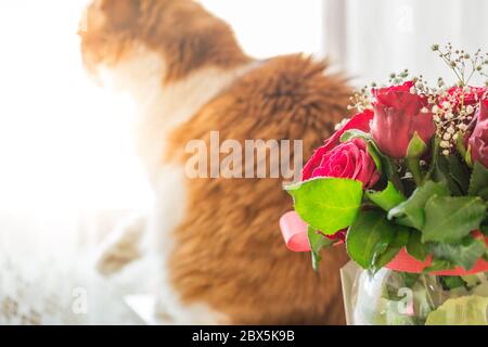 Bouquet de roses et chat de gingembre à distance Banque D'Images