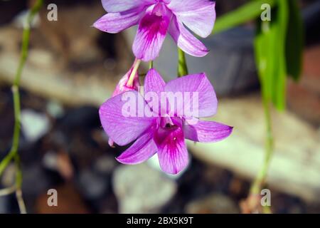 Belle orchidée rose fleurs de près. orchidée dendrobium. Orchidée rose et blanche isolée sur fond vert. Fleur d'orchidée dans le jardin. Banque D'Images