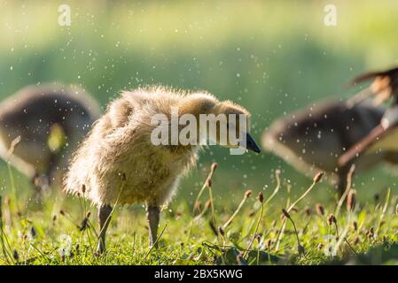 Bébé nouveau-né la bernache du Canada Gosling, Branta canadensis se nourrissant sur la rive de la rivière au Royaume-Uni Banque D'Images