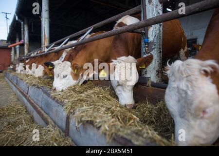 Beaucoup de vaches mangeant un peu de nourriture sur l'énorme ferme de vache, concept d'agriculture, agriculture Banque D'Images