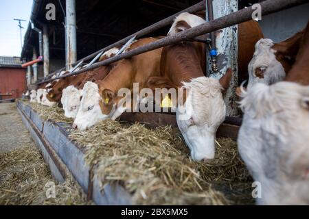 Beaucoup de vaches mangeant un peu de nourriture sur l'énorme ferme de vache, concept d'agriculture, agriculture Banque D'Images