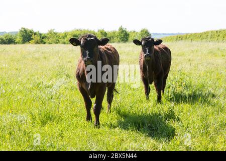 Aberdeen Angus crossbreed boeufs, Hattingley, Medstead, Alton, Hampshire, Angleterre, Royaume-uni. Banque D'Images