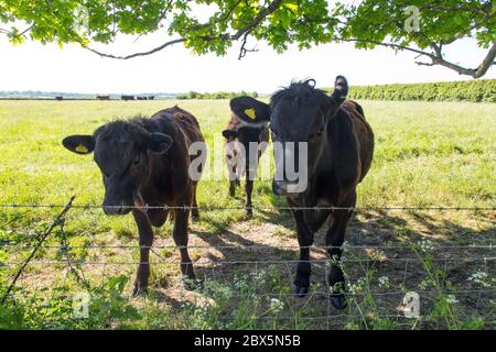 Aberdeen Angus crossbreed boeufs, Hattingley, Medstead, Alton, Hampshire, Angleterre, Royaume-uni. Banque D'Images