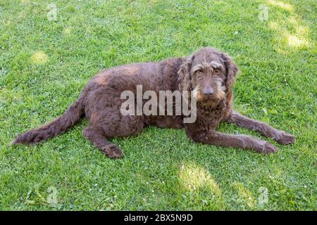 Chien brun de Labradoodle , Medstead, Alton, Hampshire, Angleterre, Royaume-Uni. Banque D'Images